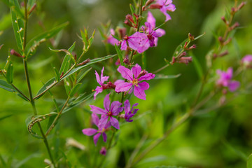 Wall Mural - Purple flowers of fireweed on a green background