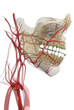 Side view of orofacial dental anatomy with veins and nerves white background 3d render
