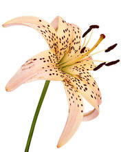 Flower Of Asian Lily, Isolated On White Background
