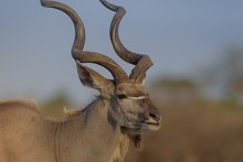 Closeup Shot Of A Kudu With A Blurred Background