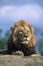 Lion Resting On Savannah