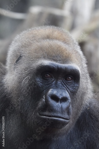 Cuadros en Lienzo Vertical shot of a western lowland gorilla looking at the camera