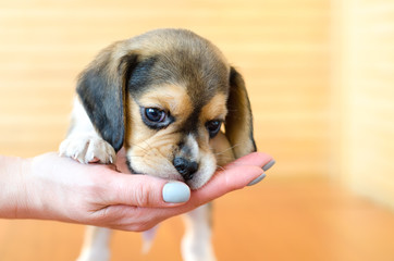 Wall Mural - beagle puppy