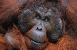Fototapeta Zwierzęta - Male Orangutan resting close-up