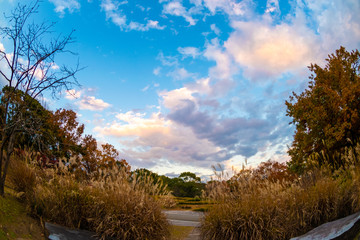 Park landscape during autumn