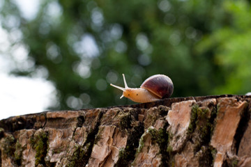 snail crawling on a log on the background of nature. space for text. the concept of natural cosmetics.