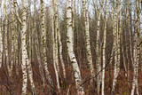 Fototapeta Lawenda - Birkenwald als Hintergrund oder Textur