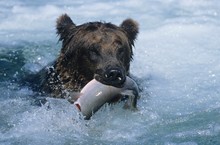 Grizzly Bear Swimming With Fish In Mouth