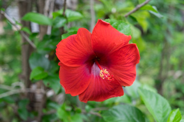 Wall Mural - Red hibiscus bloom and stamen sticking out.