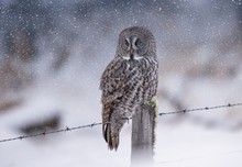 Great Grey Owl In Winter In Canada 