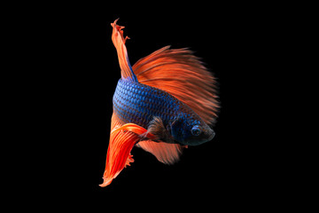 Close-up moment fish betta halfmoon, blue body, red tail black background scenes