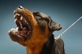 Fototapeta  - Ferocious Rottweiler Barking