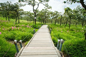 a walk way in siam tulip field, pa hin ngam national park in chaiyaphum province, thailand.