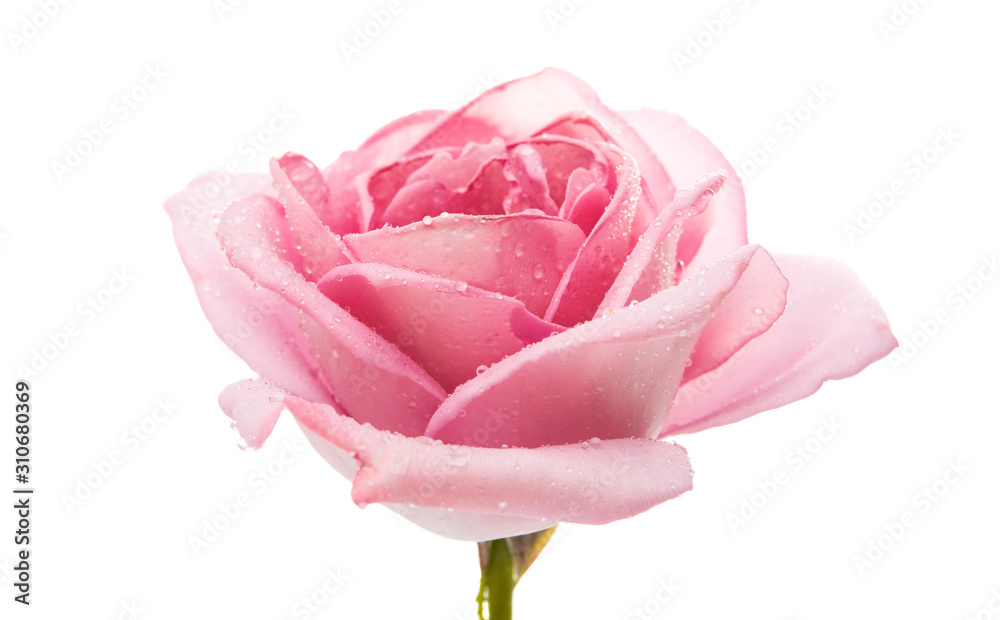 pink rose isolated - obrazy, fototapety, plakaty 