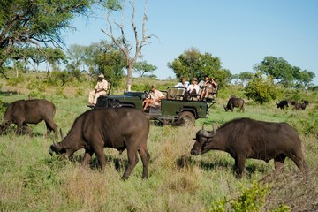 Wall Mural - African Buffaloes With Tourists In Background