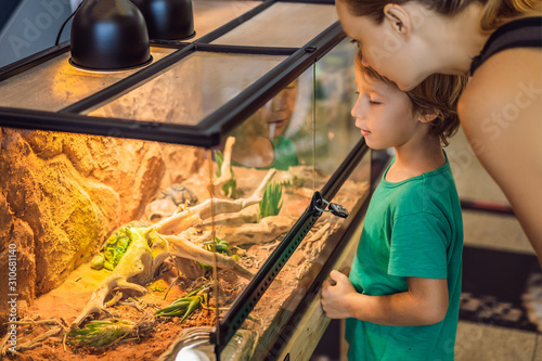 Cuadros en Lienzo Little kid boy admire big turtles in terrarium through the glass