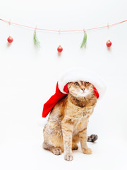 Wall Mural - Domestic cute cat pet in Santa hat sitting under Christmas decorations.