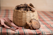 Fresh Wild Mushrooms, Collected In A Basket, On A Table With Checkered Tablecloth