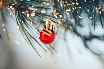 Wall Mural - christmas ball on the snowy fir
