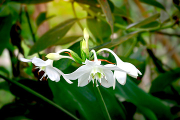 Wall Mural - Amazon lily, Eucharis lily, Eucharis grandiflora, beautiful white flowers of a tropical plant with green leaves blooming in summer garden