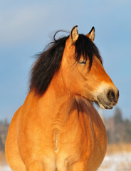 Wall Mural - Draft horse winter portrait closeup