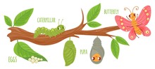Cartoon Butterfly Life Cycle. Caterpillar Transformation, Butterflies Eggs, Caterpillars And Pupa. Insects Growing Vector Illustration. Insect Metamorphosis Stages. Cute Wildlife On Tree Branch