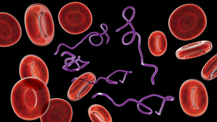 Wall Mural - Borrelia bacteria in blood, 3D illustration. The causative agent of Lyme disease and relapsing fever