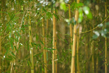 Forêt De Bambou