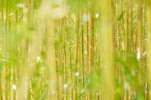 Forêt De Bambou
