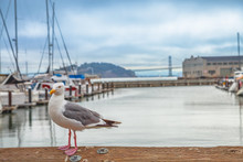 Seagull At Pier 39 In Foreground At Fisherman's Wharf, San Francisco, California, United States. Golden Gate Bridge And Docked Boats On Blurred Background. Freedom And Travel Concept.
