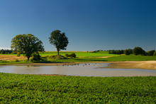 Soybean Farm Field With Pond And Canada Geese In Ontario
