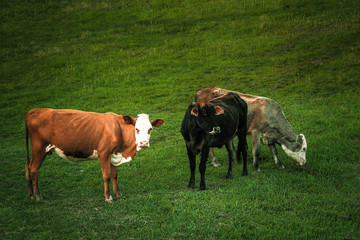 Cow in the pasture