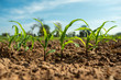 Planting corn seedlings on the ground and growing / Economic plants