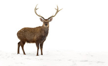 Sika Deer ( Cervus Nippon, Spotted Deer ) Walking In The Snow On A White Background