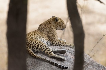 Poster - Selective focus shot of a leopard laying on a rock