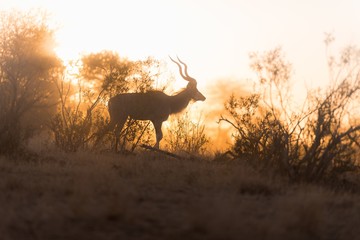 Wall Mural - Male gazelle standing in the distance