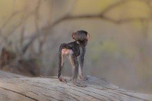 Closeup Shot From Behind Of A Baby Baboon Standing On A Tree