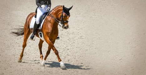 Dressage horse and rider in black uniform. Beautiful horse portrait during Equestrian sport competition, copy space.