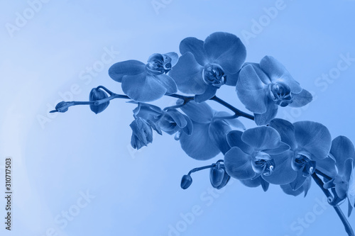 beautiful-blue-orchids-classic-blue-color-2020