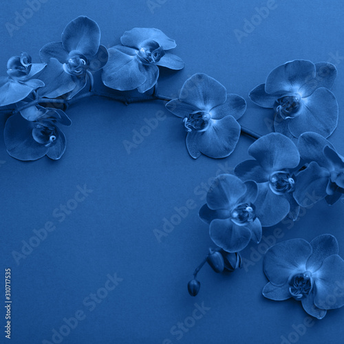 beautiful-orchid-flowers-classic-blue-2020