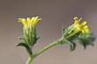 Dittrichia graveolens stinkwort stinkweed Khaki weed pretty medicinal flower with yellow flowers and sticky stems