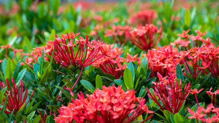 Wall Mural - red flowers and green leaves