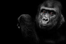 A Gorilla Who Thinks