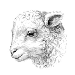 Wall Mural - lamb. sketch, hand-drawn, black-and-white portrait of a lamb's head on a white background.