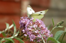 White Cabbage Butterfly On Purple Flower 