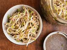 bean-sprouts-free-stock-photo-public-domain-pictures