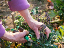 Harvesting Early Purple Sprouting Broccoli