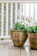 Potted Spring Plants