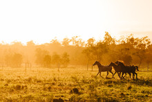 Arabian Horses Running At Sunrise