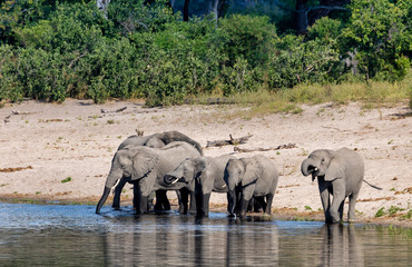 Wall Mural - african elephant, namibia, africa safari wildlife